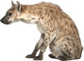 HIÉNA