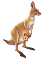 KENGURU