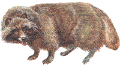 NYEST