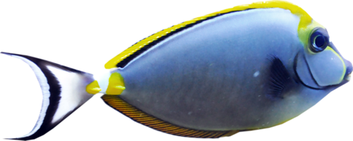 akvariumi_halak_1002.png