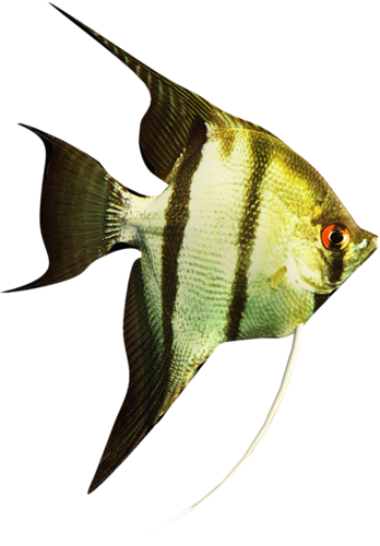 akvariumi_halak_1003.png