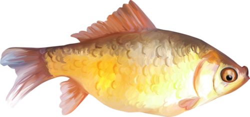 akvariumi_halak_1005.png