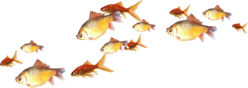 akvariumi_halak_1007.png