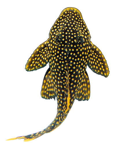 akvariumi_halak_1009.png