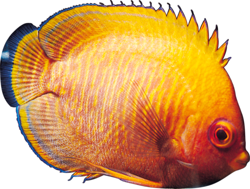 akvariumi_halak_1010.png