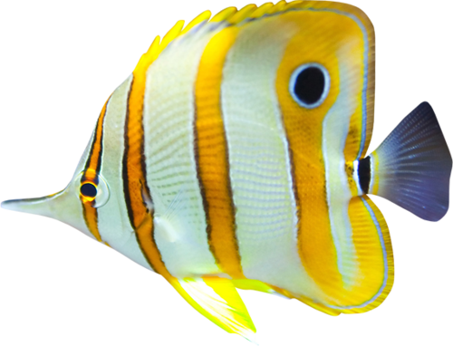 akvariumi_halak_1049.png