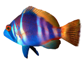 akvariumi_halak_105.png