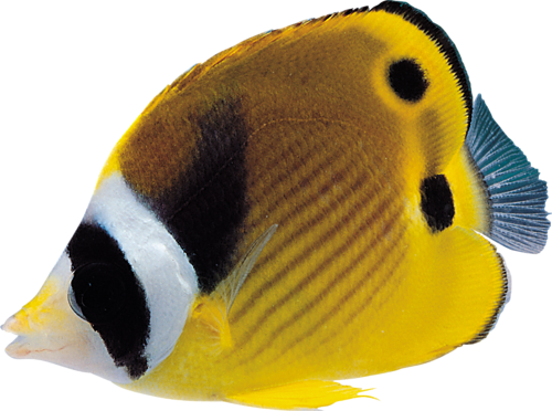 akvariumi_halak_1057.png