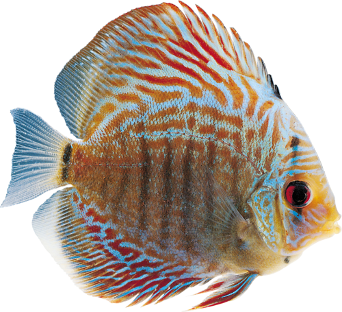 akvariumi_halak_1058.png