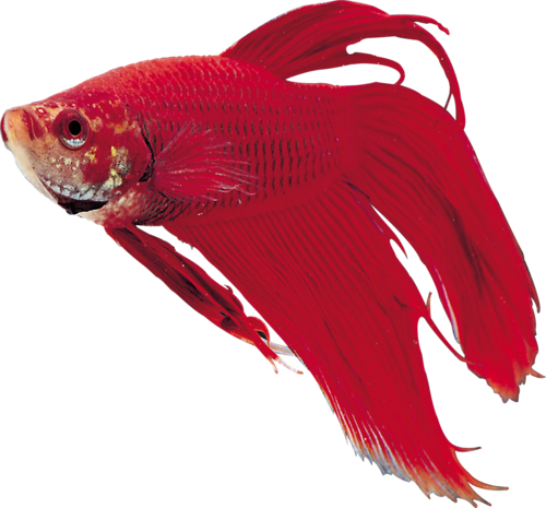 akvariumi_halak_1059.png