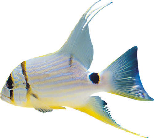 akvariumi_halak_1061.png