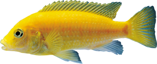 akvariumi_halak_1063.png