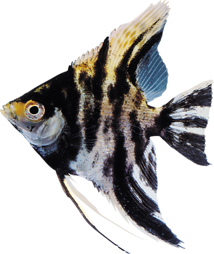 akvariumi_halak_1064.png