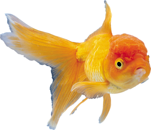 akvariumi_halak_1065.png