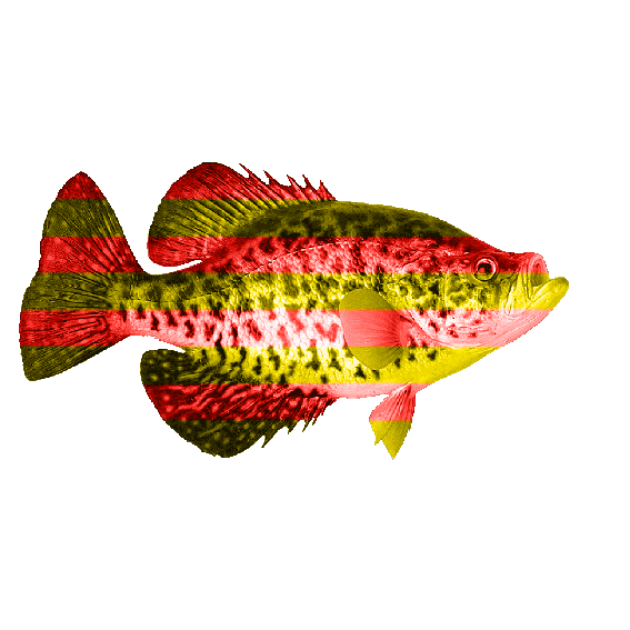 akvariumi_halak_107.png