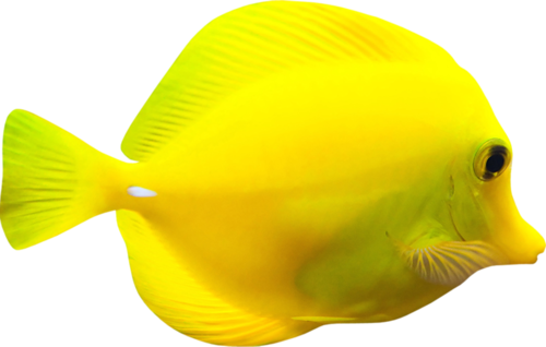 akvariumi_halak_1076.png