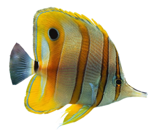 akvariumi_halak_1080.png
