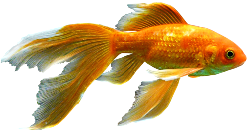 akvariumi_halak_1083.png