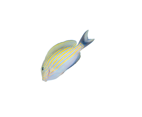 akvariumi_halak_109.png