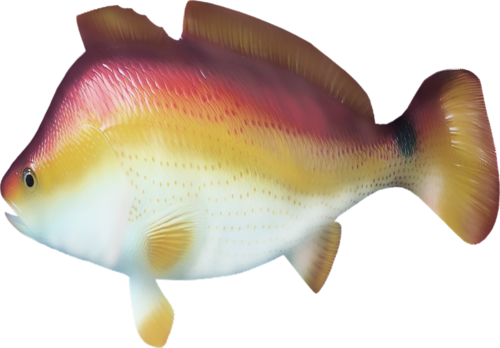 akvariumi_halak_1090.png