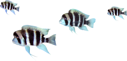 akvariumi_halak_1094.png