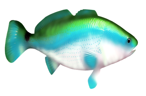 akvariumi_halak_1109.png
