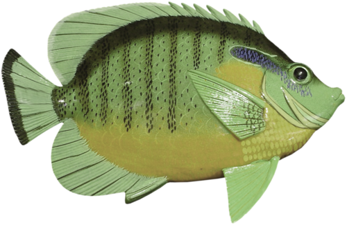 akvariumi_halak_1110.png