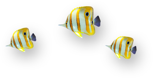 akvariumi_halak_1115.png