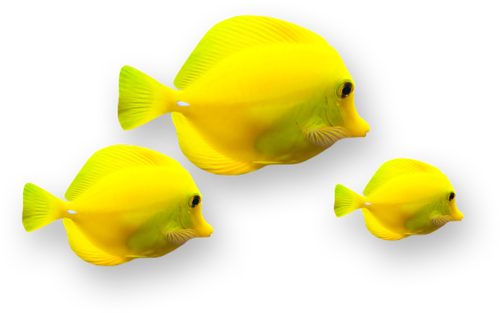 akvariumi_halak_1116.png