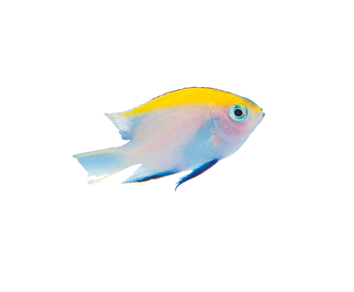 akvariumi_halak_112.png