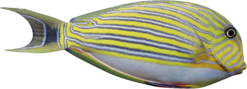 akvariumi_halak_1121.png
