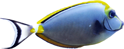 akvariumi_halak_1122.png