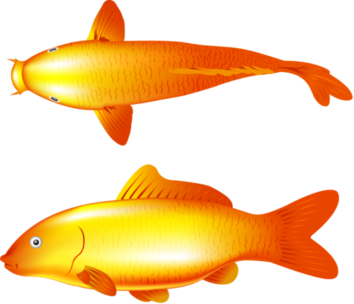 akvariumi_halak_1127.png