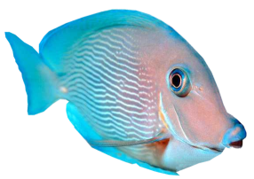 akvariumi_halak_113.png