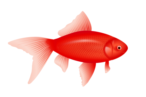 akvariumi_halak_1132.png