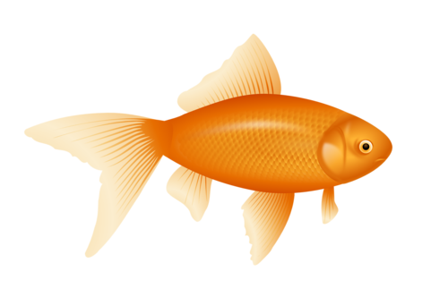 akvariumi_halak_1133.png