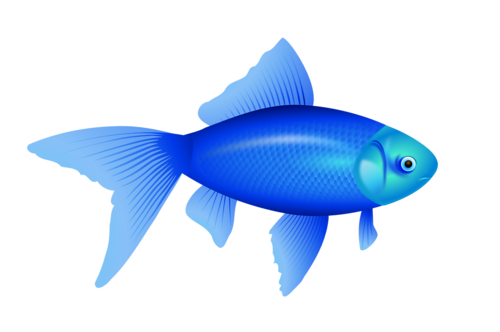 akvariumi_halak_1134.png