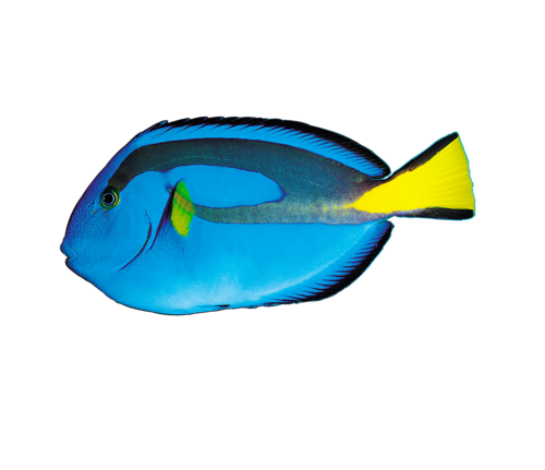 akvariumi_halak_114.png