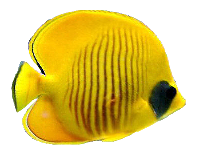 akvariumi_halak_1145.png