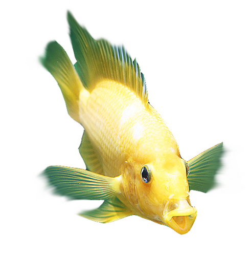 akvariumi_halak_1146.png