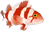 akvariumi_halak_1147.png