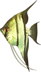 akvariumi_halak_1148.png
