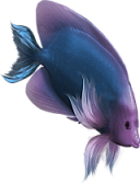 akvariumi_halak_1149.png