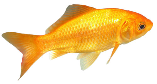 akvariumi_halak_1151.png