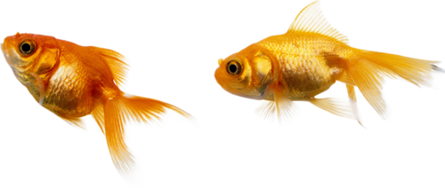 akvariumi_halak_1156.png