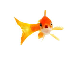 akvariumi_halak_1164.png