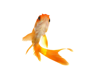 akvariumi_halak_1165.png