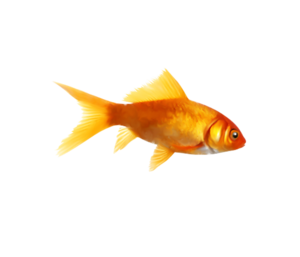 akvariumi_halak_1167.png