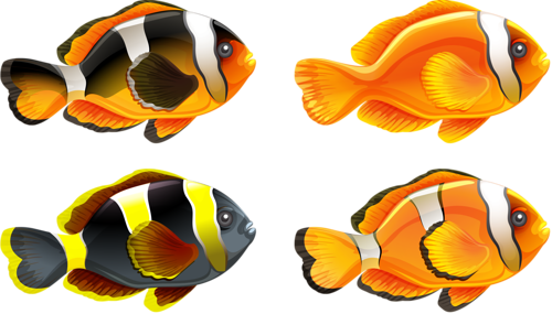 akvariumi_halak_1169.png