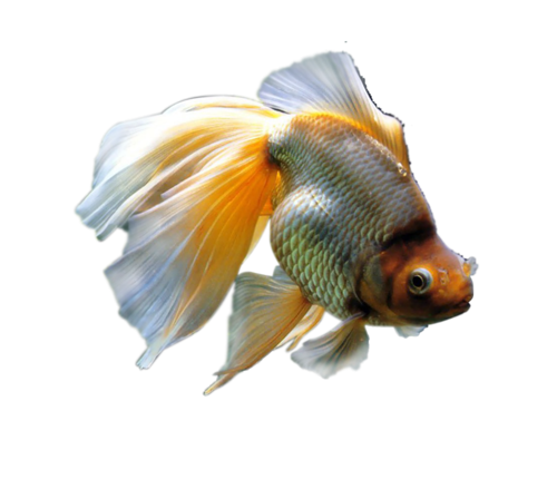akvariumi_halak_117.png